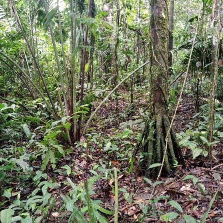 Finca de 70 Hectáreas en Venta en Tiwintza, Morona Santiago