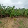 hacienda en venta juan gómez rendón guayaquil