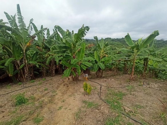 hacienda en venta juan gómez rendón guayaquil