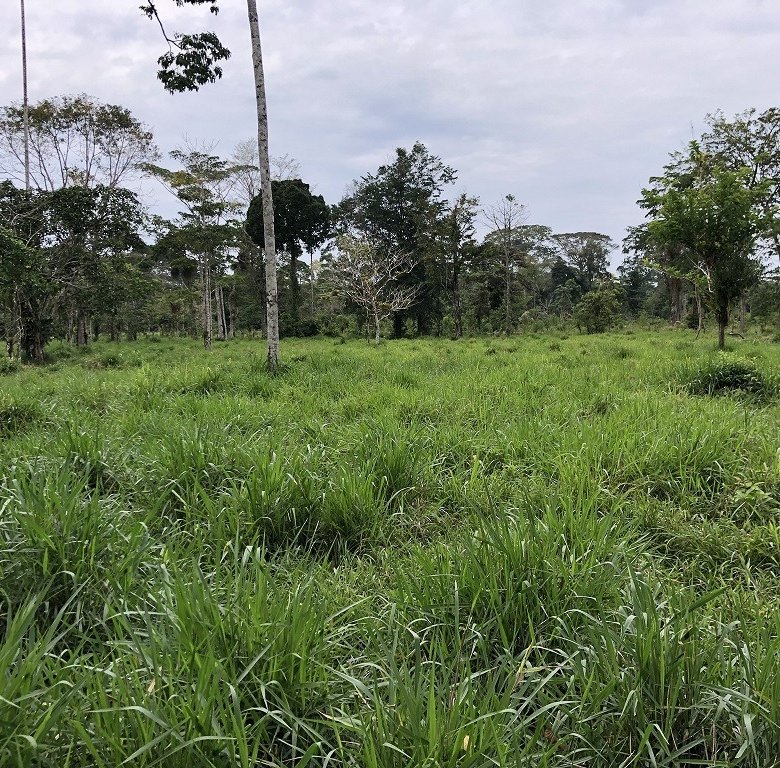 Hacienda en venta Tiwintza, Morona Santiago 310 ha