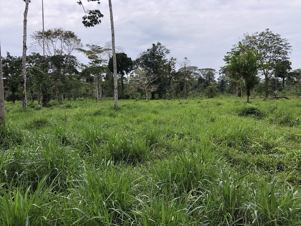 Hacienda en venta Tiwintza, Morona Santiago 310 ha