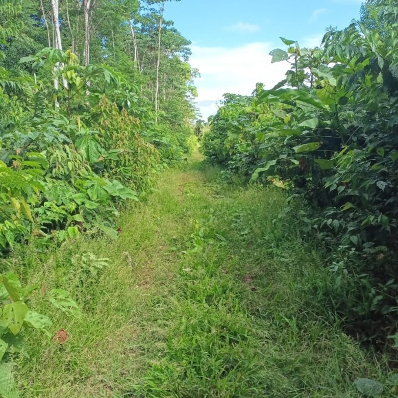 Hacienda en venta Tiwintza, Morona Santiago 310 ha