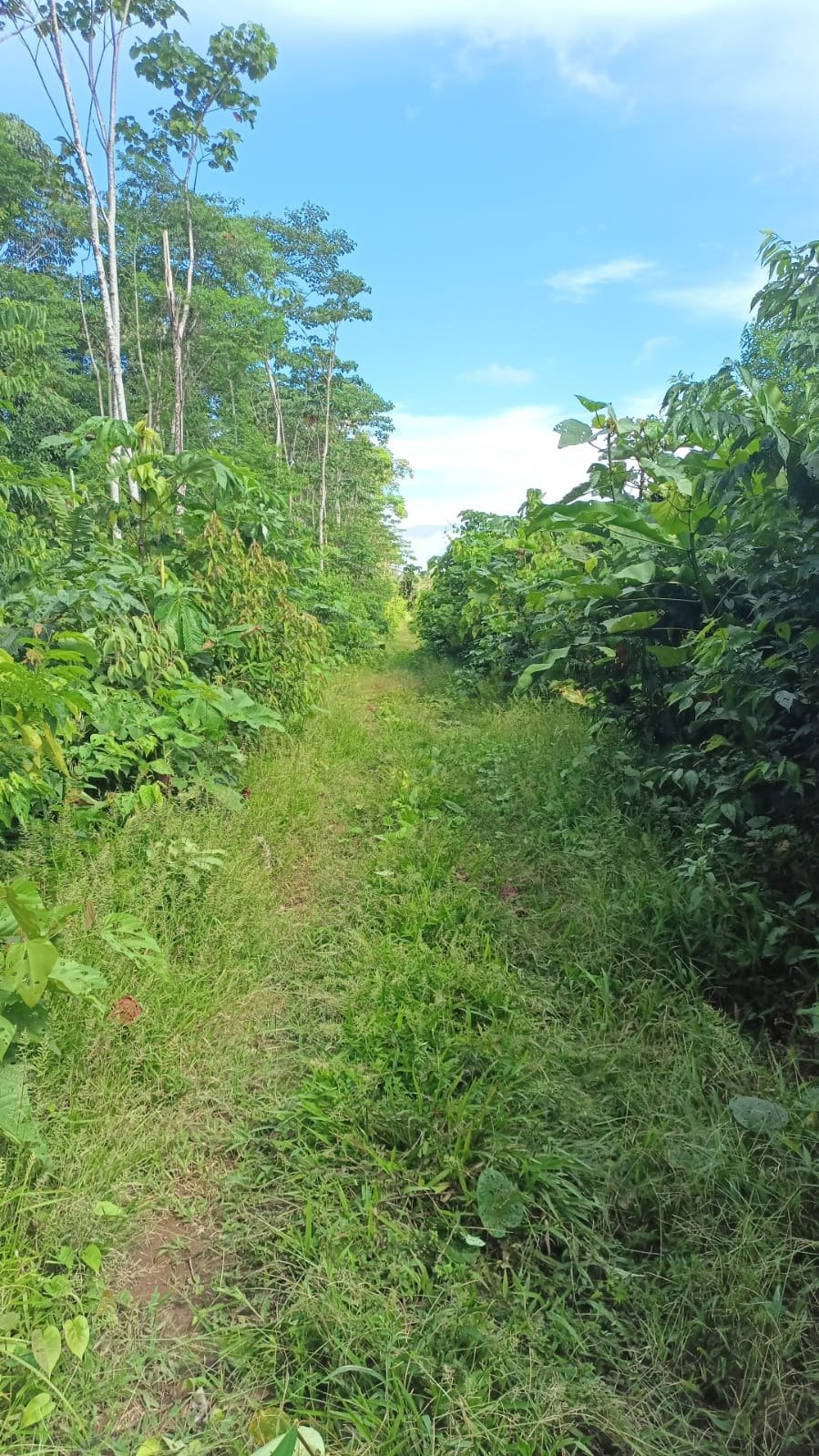 Hacienda en venta Tiwintza, Morona Santiago 310 ha