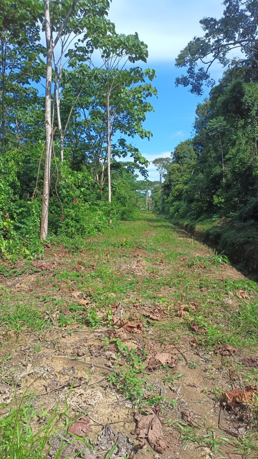 Hacienda en venta Tiwintza, Morona Santiago 310 ha
