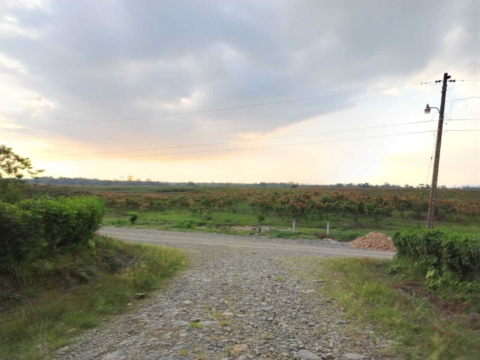 Hacienda de cacao en venta en Santa Isabel, Azuay