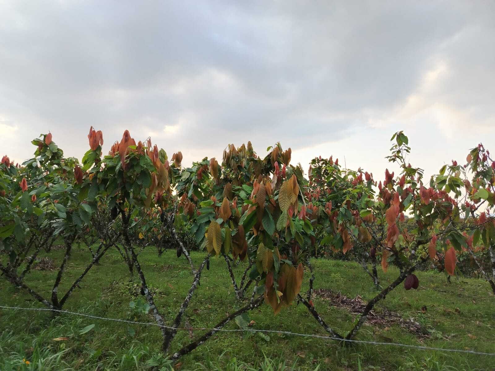 Hacienda de cacao en venta en Santa Isabel, Azuay